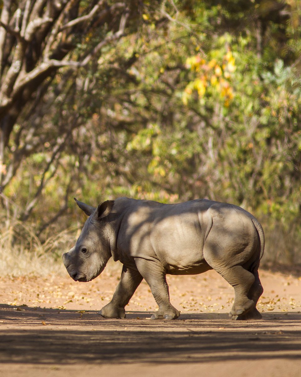 wildlifejosh's tweet photo. As impossible as it seems, there is hope for Rhinos. Organisations like @wwf are working to expand protected areas for these animals, whilst helping crack down on the illegal rhino horn trade.

#conservation #wwfvoices https://t.co/mPCNAYwchv