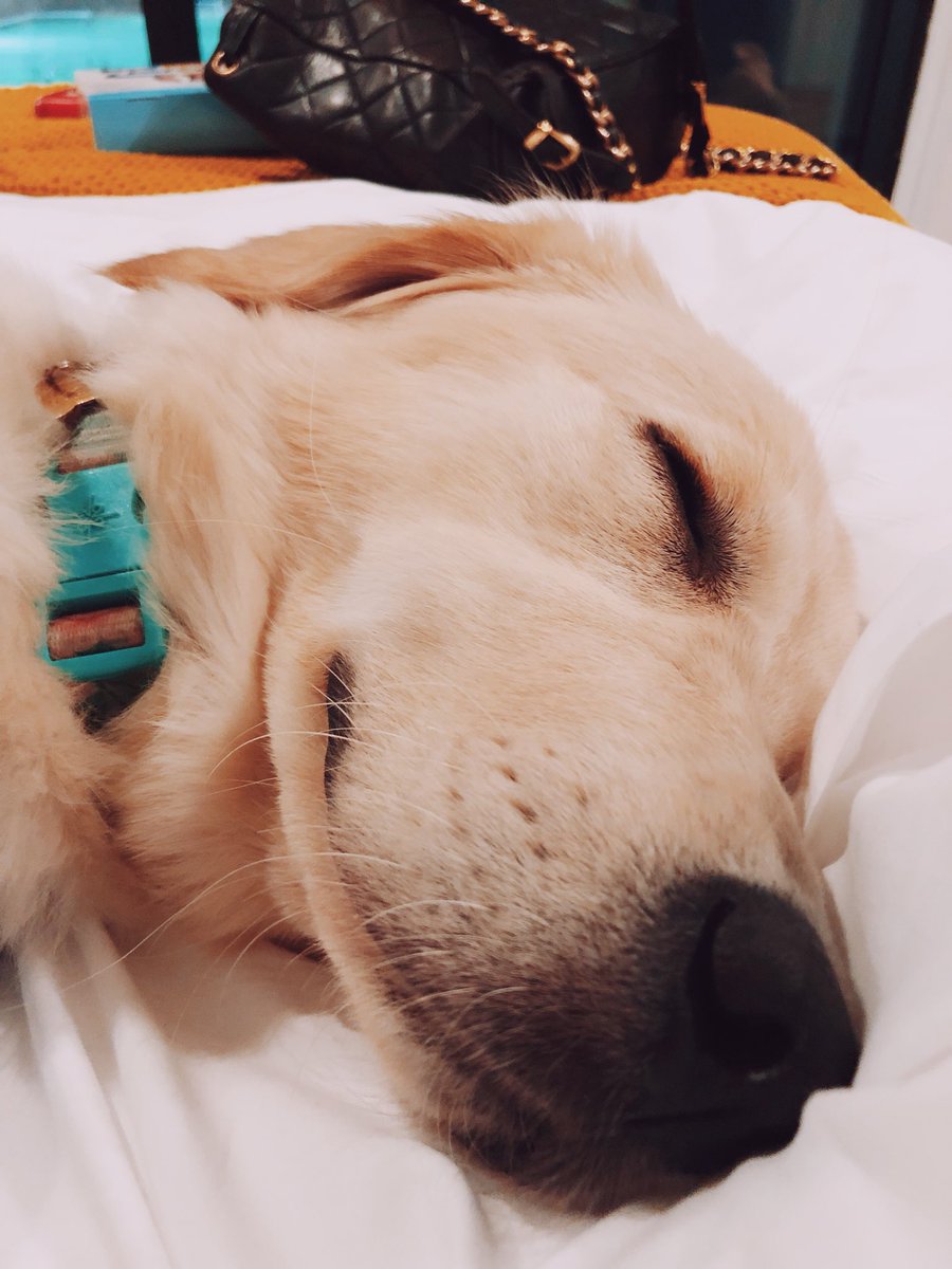 lifeaseva's tweet photo. *cries in four different languages* https://t.co/nwA0w0zR0u