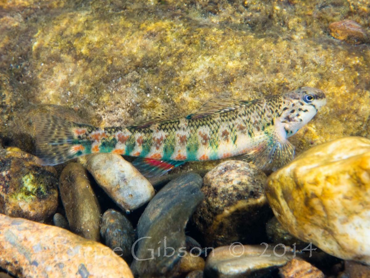 Nanfa_Org's tweet photo. Happy Holiday Darter!!

Photo by Bryce Gibson. https://t.co/ZEyJdKO9i8