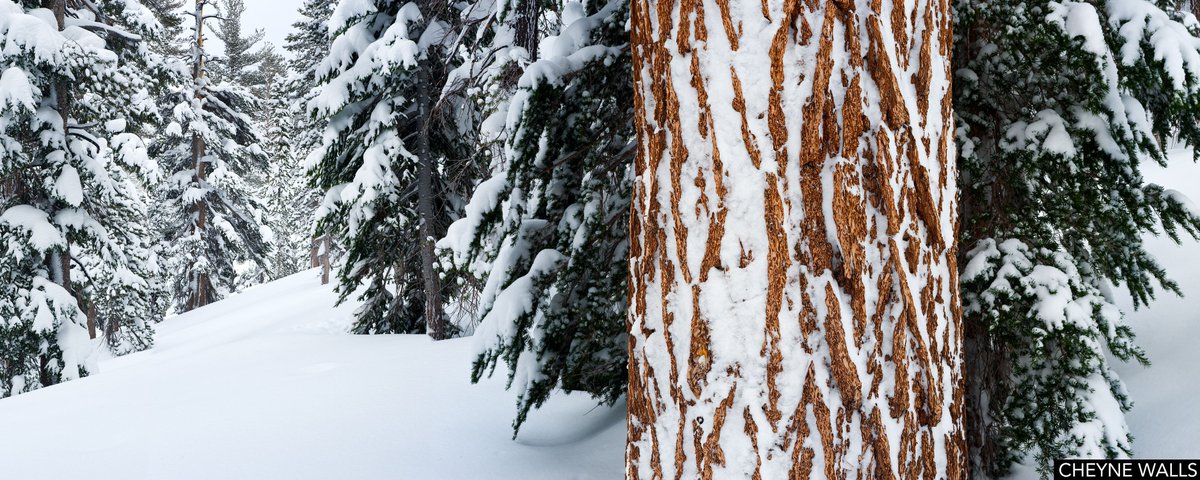 To all our friends and family near and far, we hope you stay warm and cozy this season. Happy Holidays! Photo by <a href="/CheyneWalls/">Cheyne Walls</a>