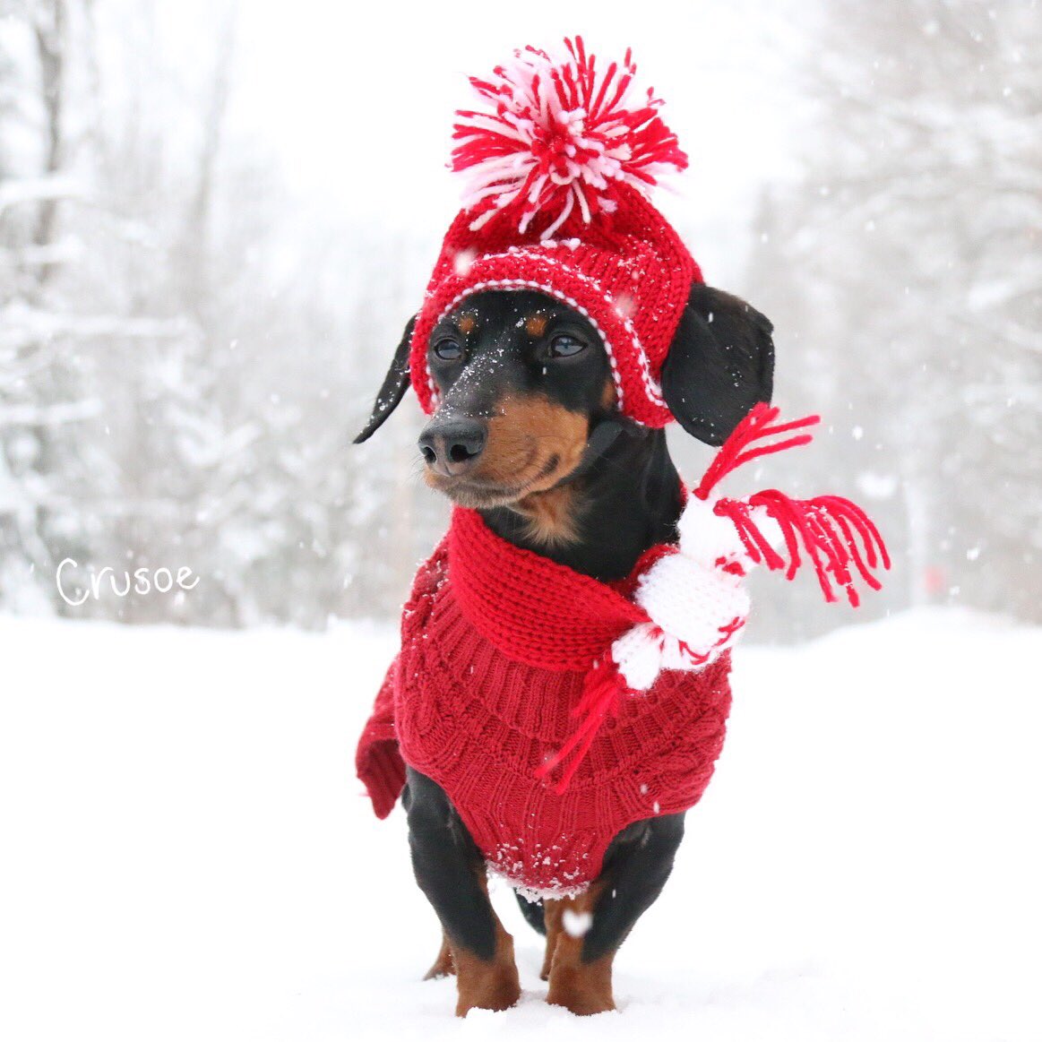 Celeb_Dachshund's tweet photo. There better be a warm fire ready for when I get back inside.. 😊❄️

#christmas #snowing #WhiteChristmas https://t.co/UzifuS6GXL