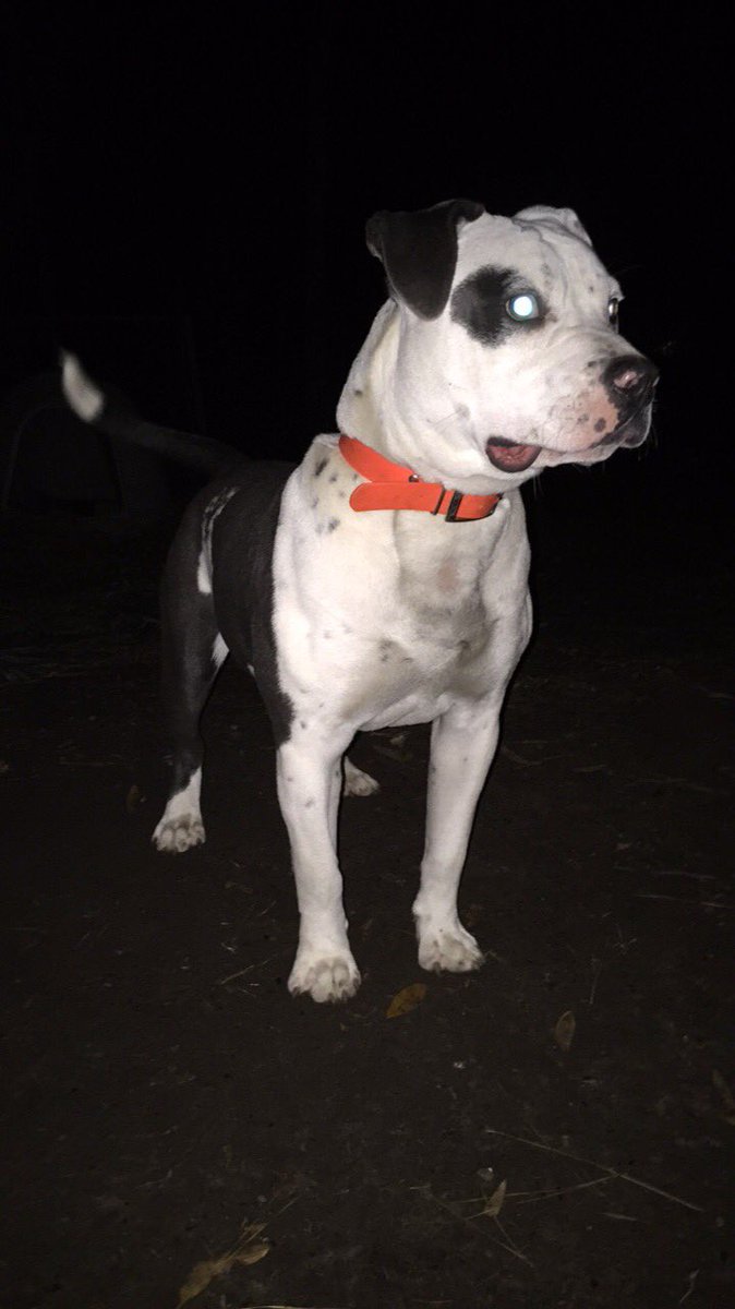 damnnsnowbunny's tweet photo. Half the size of a horse &amp; he’s still growing my #pitbaby https://t.co/AA4AKQPpXc