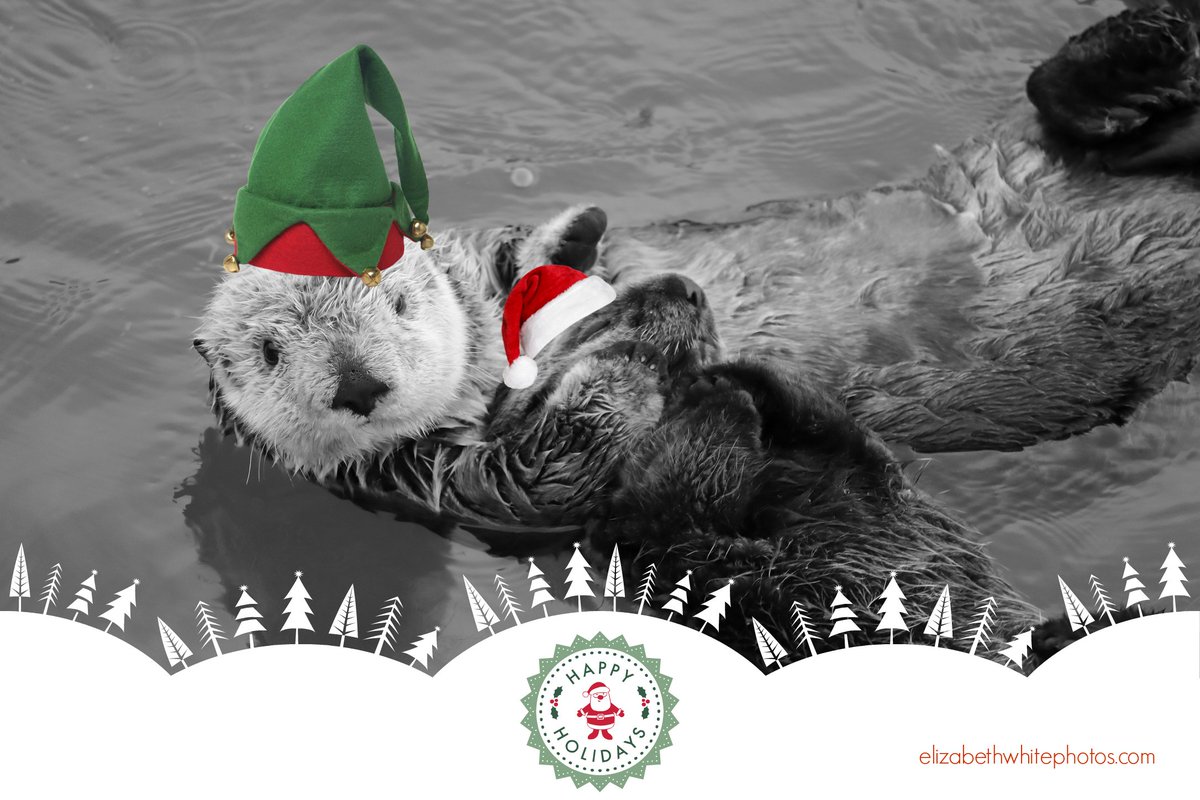 #morrobay #seaotters #christmas2017 @morrobaytravel @DiscoverSLO @VisitSLOC @VisitCA