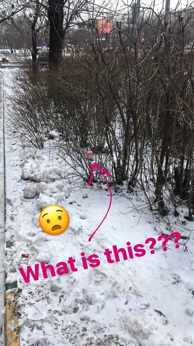 Found this little buddy today #halp https://t.co/NRuvCeRhL9<a href="/tag/halp"class="tags">#halp</a>