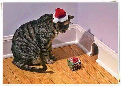 fraveris's tweet photo. Christmas spirit.. https://t.co/ei9JRsQjFV