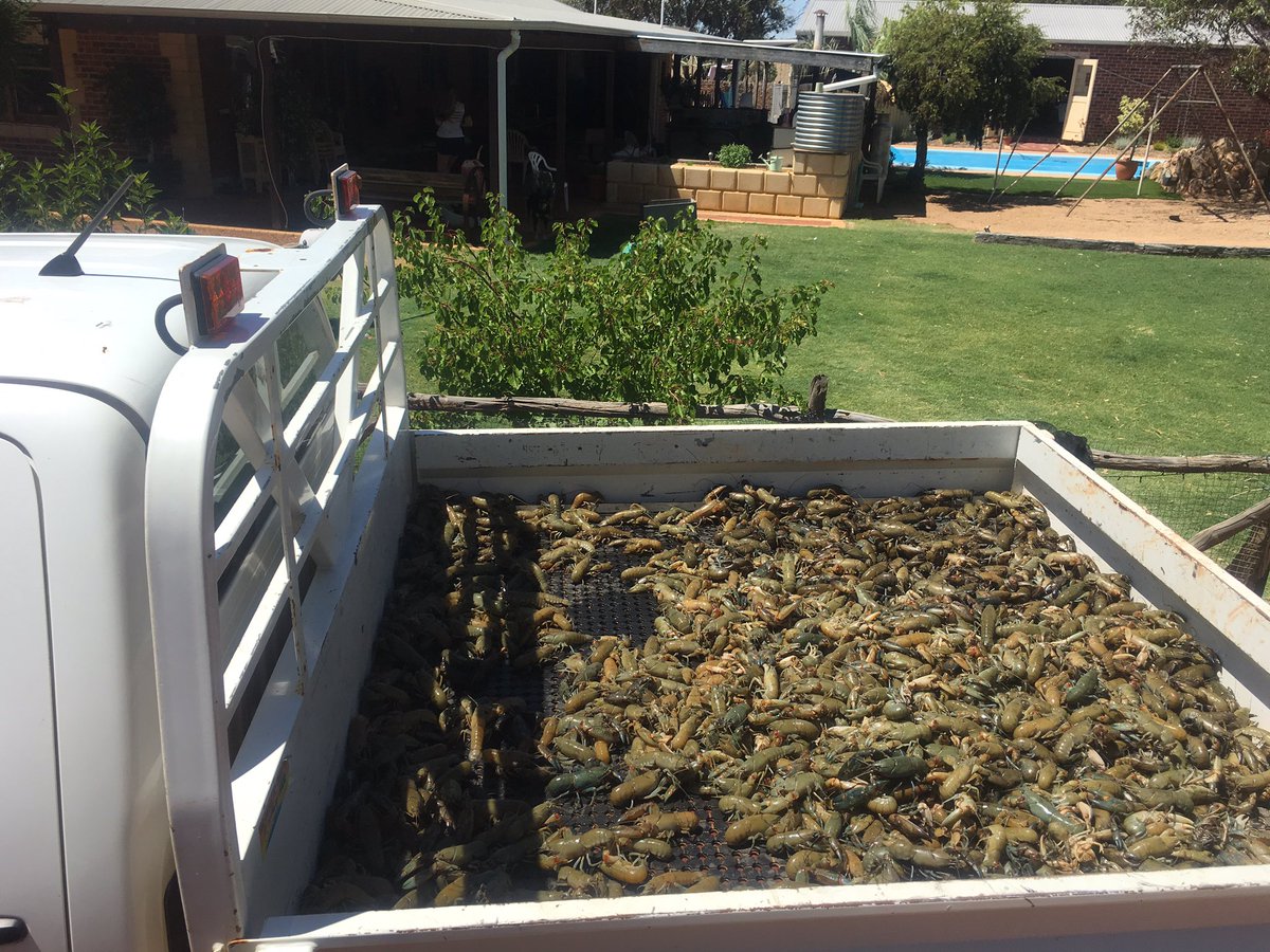 BevanThomas5's tweet photo. A ute load of yabbies, gotta love a Wheatbelt Christmas! Be safe over Christmas. https://t.co/UlH25iaYCX