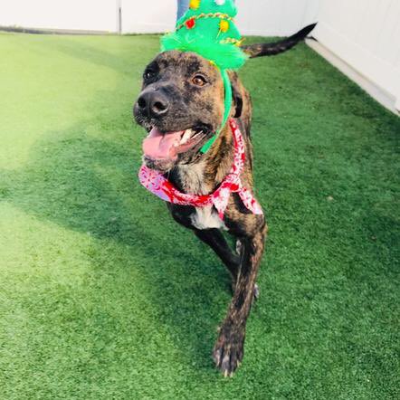 Sabrina is 1-yr old Plott Hound blend girl and 40 pounds of holiday spirit! pprfl.org to learn more about this beauty.