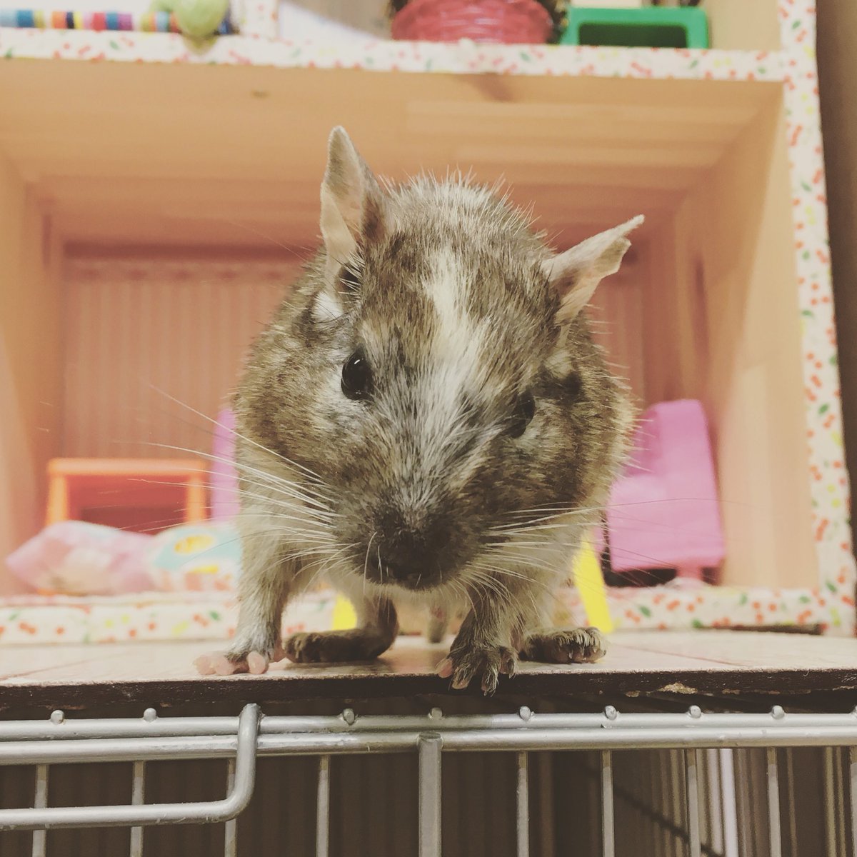ট ইট র Hagu Cafe 新宿本店 オープンしました ハリネズミちゃん デグーちゃんに会いに来てくださいね Hagucafe ハリネズミ Hedgehog Degu 小動物 Smallanimal 動物カフェ 新宿 Shinjuku 歌舞伎町 東京 カフェ T Co Ylwj9bq8xy