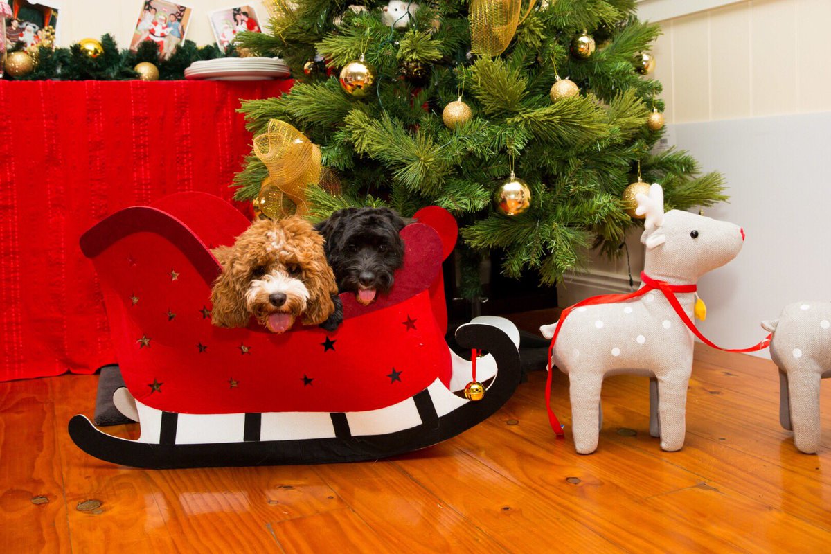 AnnaOsetroff's tweet image. Best Friends for LIFE! Penny and Sooty on a Sleigh ride, excited for their first Christmas #puppylove #sleigh #bffs