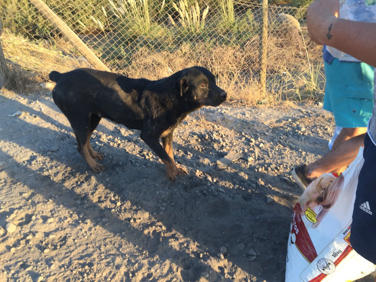 pezoa90's tweet photo. Amigos necesito ayuda urgente hoy fuimos alimentar estos perritos a Pirque y buin y lamentablemente encontramos uno con el ojo herido alguien que tenga algún contacto con alguna fundación u veterinario de buen corazón ya que no tenemos los medios para llevarlo muchas gracias https://t.co/koLSUhODps