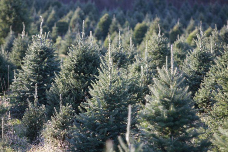 Free Christmas tree giveaway tradition continues in Tonawanda The