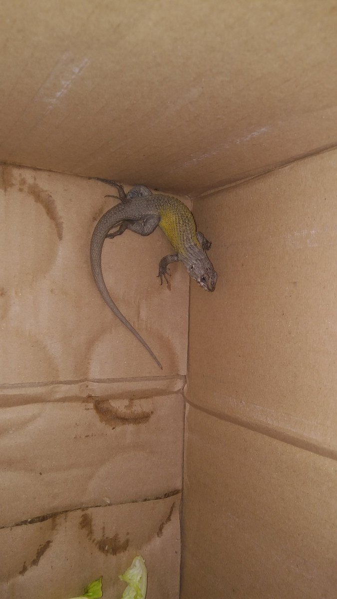 NikoRoman2's tweet photo. @coronachile al abrir una caja de Coronas apareció un animalito que al parecer es una Iguana que está en mal estado. Favor comunicarse urgente @coronaextrausa https://t.co/dIWNrChOvO