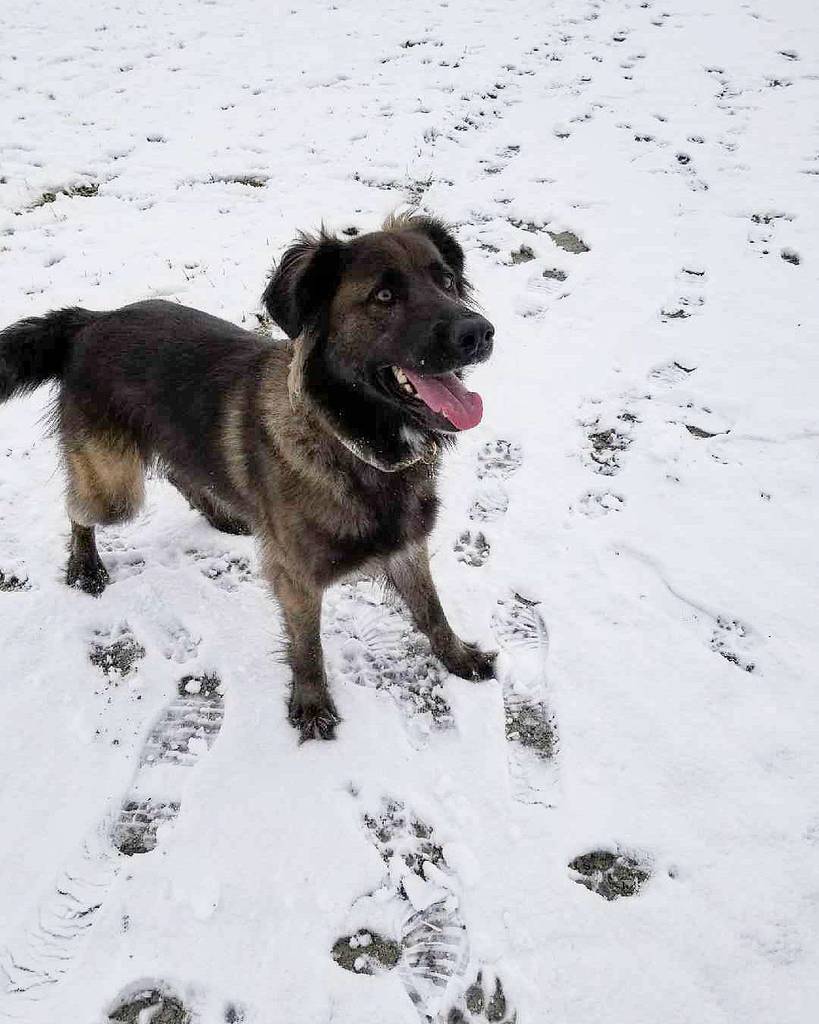 barkwithsam's tweet photo. 'Dad throw the ball! What are you waiting for?'
It was a beautiful day for the park βοΈ
.
What did you do on this wondering Snowy Saturday? β
#samthemutt https://t.co/CkR9wrD67P https://t.co/noay6IyAfU