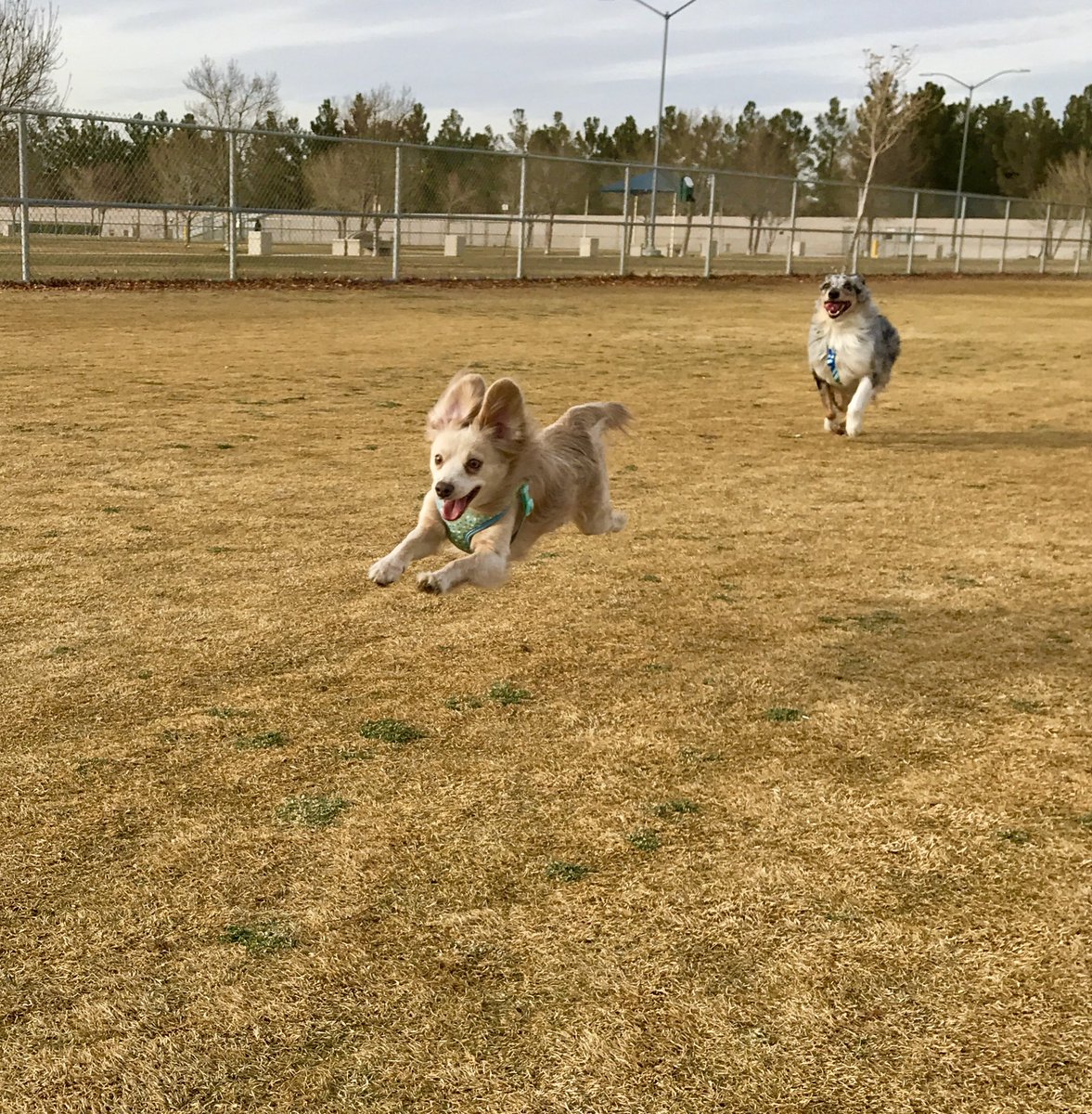 LunaAndTucker's tweet photo. Park got me flying !! @dograterates @ https://t.co/yT1I24l434