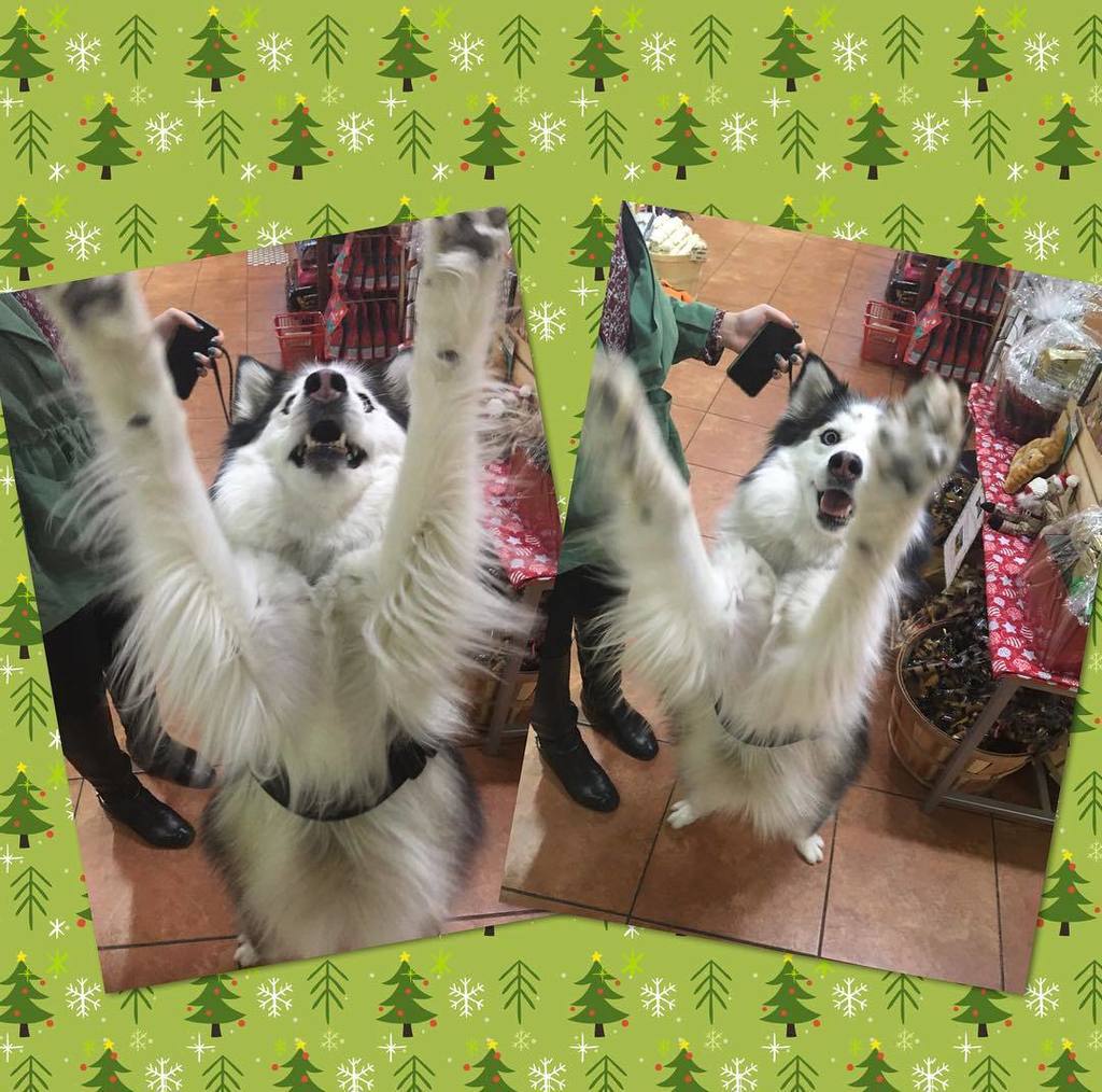 TDBFLOWERMOUND's tweet photo. Aspen was caught in action dancing for a treat! She came in for some peanut butter cups, a couple lickety splits, and whimzees!! #dogsafe #dogbakery #rawhide #naturalrawhide #allnatural #allnaturaltreats #dogtreats #southlaketx #shopsofsouthlake https://t.co/woB3Omqj5a https://t.co/HnHnpJsei6