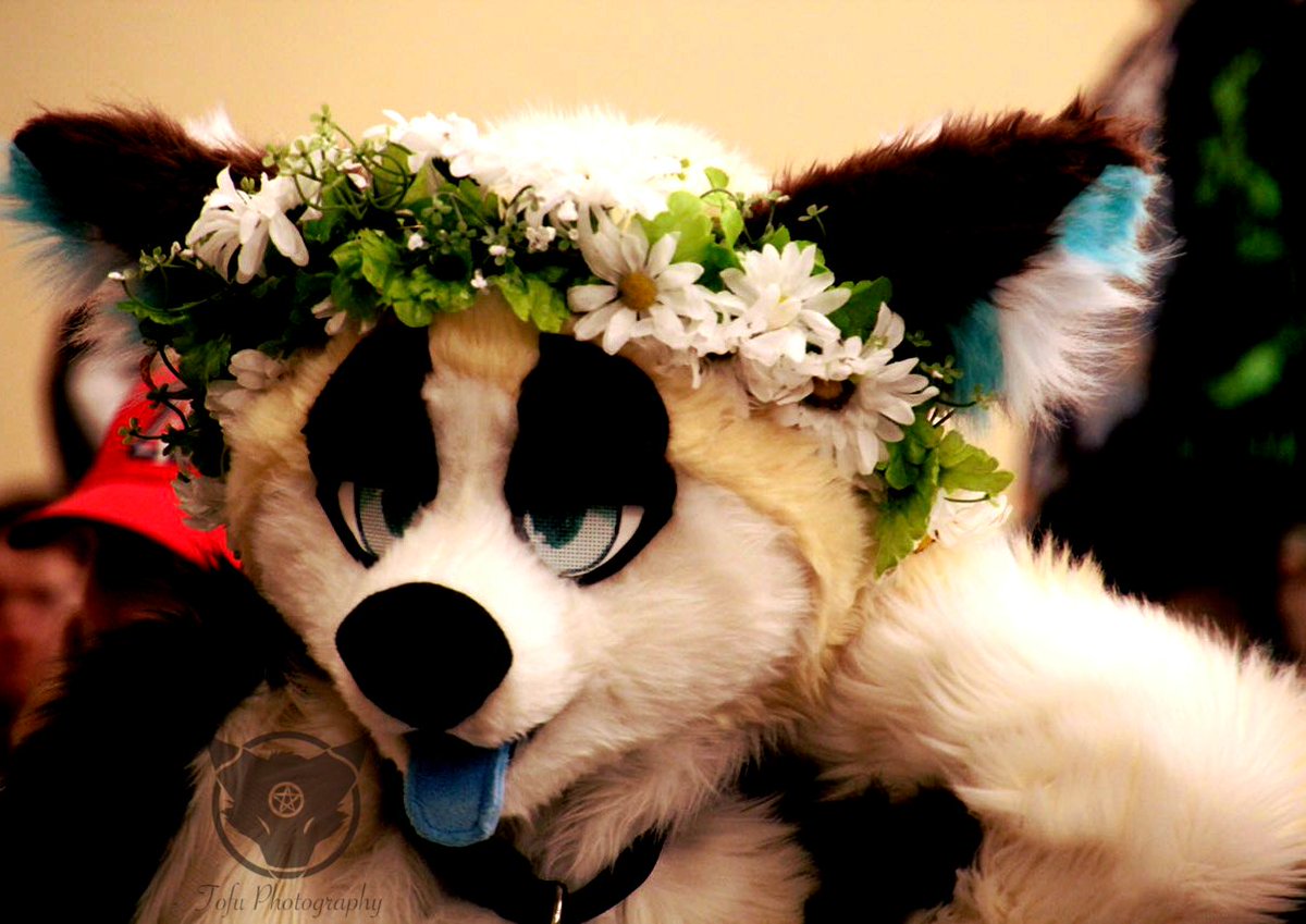 Sempai_Tofu's tweet photo. Heyyy there, do you come to MFF often??
#mff2017 #midwestfurfest #mwfff17 #mff17 #mwff2017 #midwestfurfest2017 #furfest2017 #furry #furries #furryfandom #fursuit https://t.co/N1Sj4egR0T