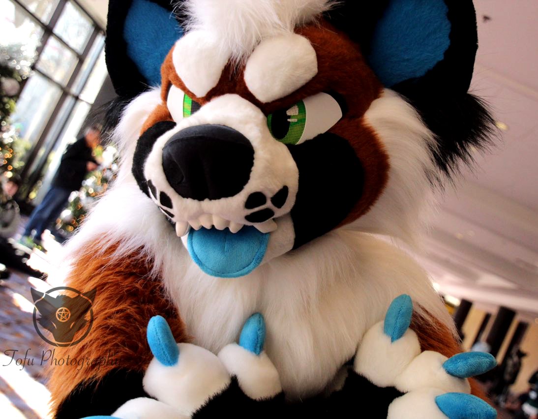 Sempai_Tofu's tweet photo. Well some one is being grumpy.
#mff2017 #midwestfurfest #mwfff17 #mff17 #mwff2017 #midwestfurfest2017 #furfest2017 #furry #furries #furryfandom #fursuit https://t.co/NQbDGrXyqN