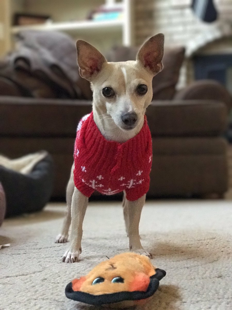 marcie_lilly's tweet photo. How you like my sweater? #Chihuahua #chihuahuafashion #fosterdogs #AdoptADog #AdoptDontShop #adoptme #HomeForTheHolidays #HomeForChristmas #sweaterweather #dogs @dogcelebration @dogandpuplovers  #firstdayofwinter #dogsarefamily #DogsofChristmas #DogsOfTwitter https://t.co/u7TP7baa7o