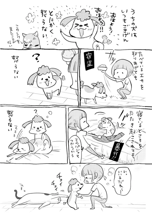 犬と猫どっちも飼ってると堪忍袋の容量がちがいすぎて毎日たのしい 