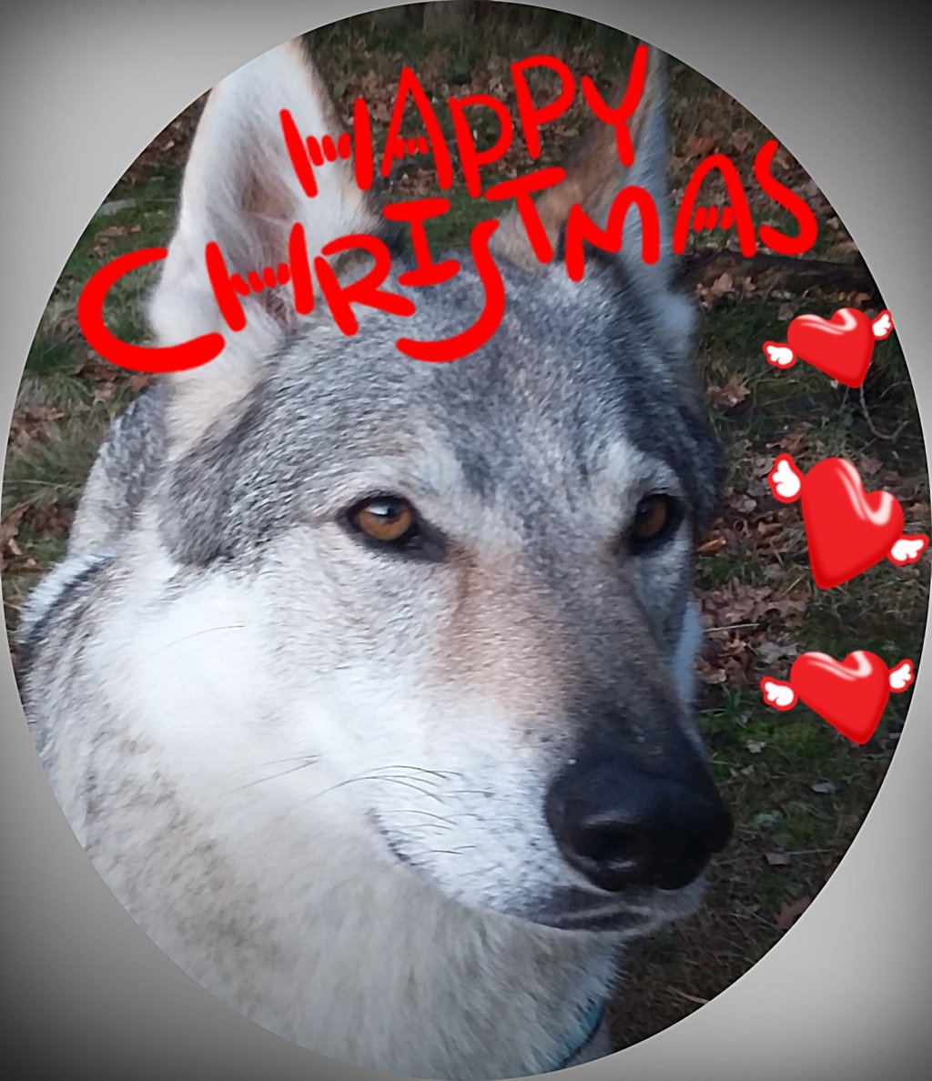 ursaabt's tweet photo. Frohes Weihnachtsfest an alle Fellnasen und Hundefreunde!!!!! https://t.co/0RuDXLEDxe https://t.co/cMzRtn5sXt