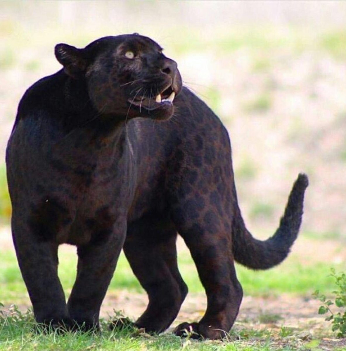 The Cult Cat (@elverojaguar) on Twitter photo 