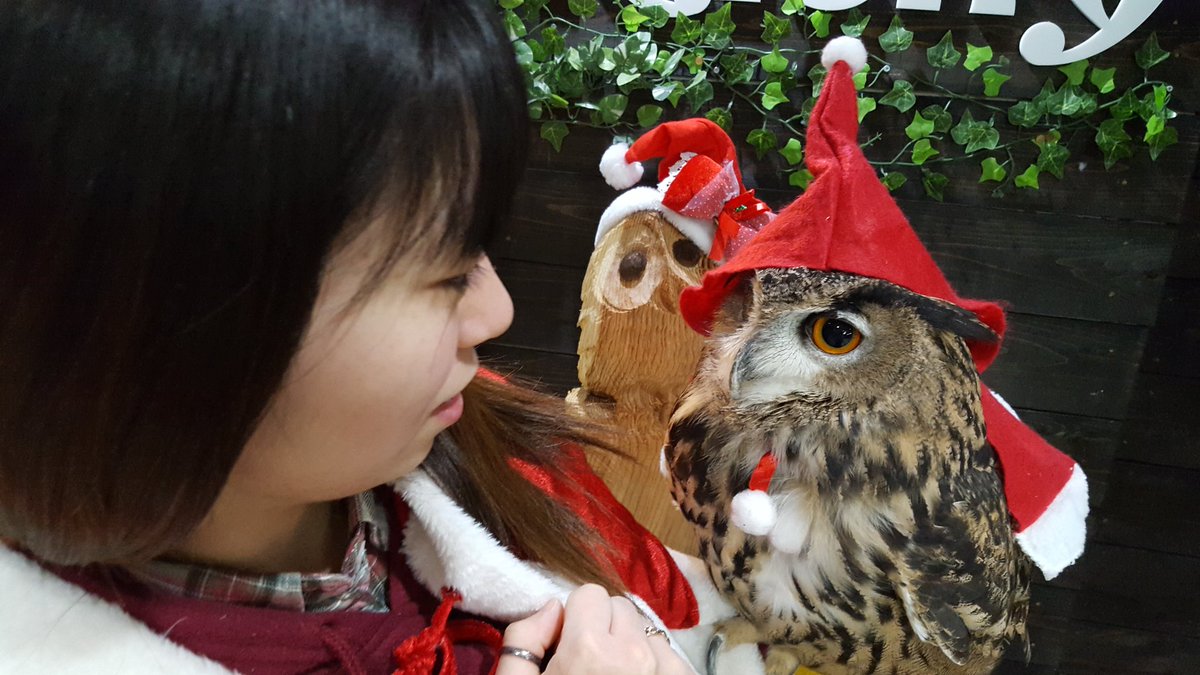 ふくろうカフェricky盛岡店スタッフ A Twitter 盛岡店で 聖なる朝の奇跡 が起こりました みわさん仲良しチャレンジ でお馴染み みんな大好きかしわだ みわさんコンビが 同じ画面で こんなにも仲睦まじく W ﾌﾞﾜｯ クリスマスバンザーイ W