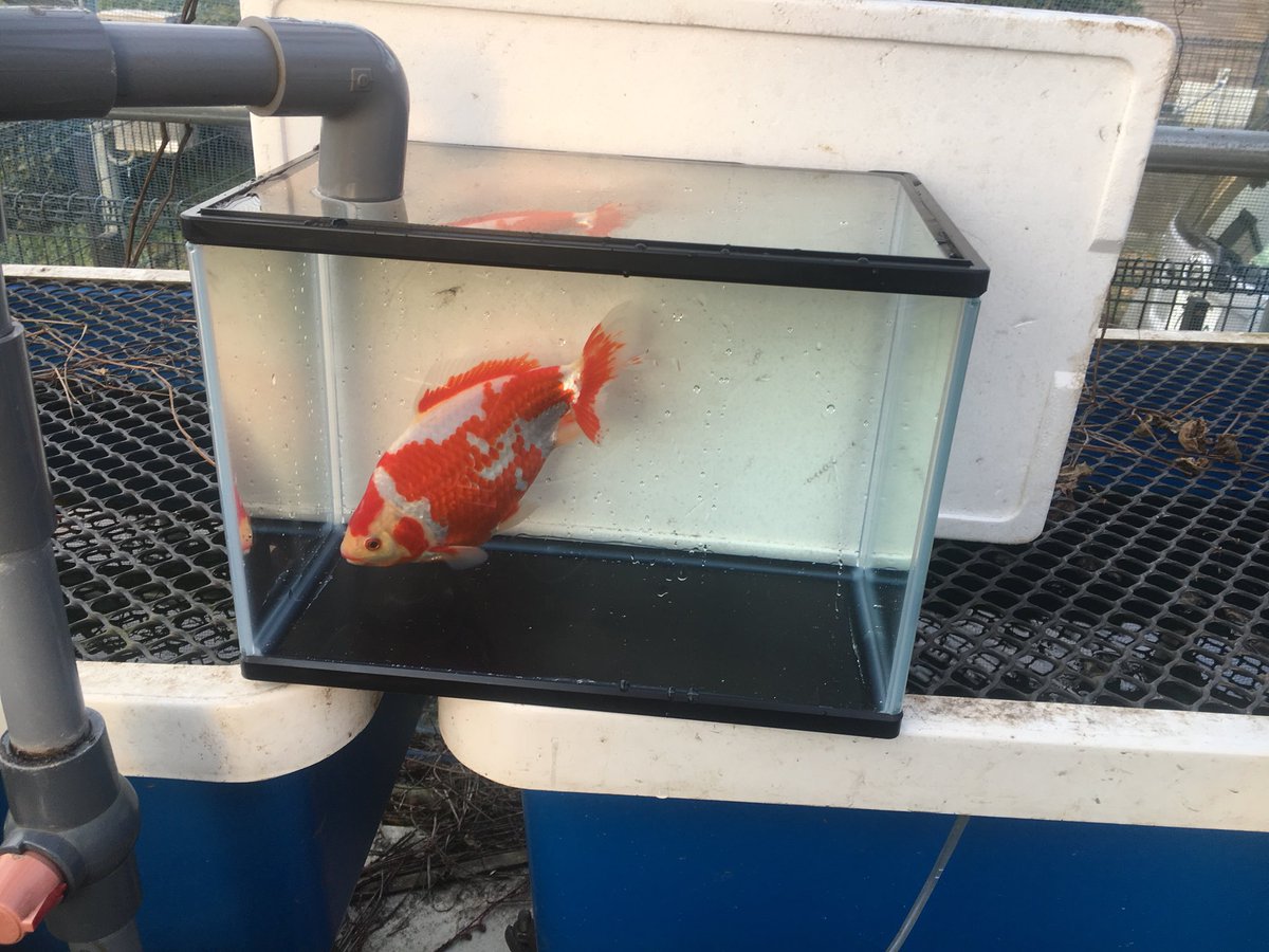 メグ金 第24回金魚日本一大会 親魚の部 和金 3位入賞魚 Twitter