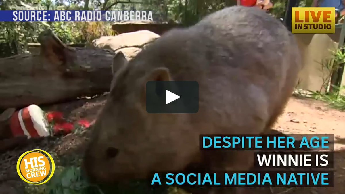 nicekriggs's tweet photo. Happy Birthday! Winnie the Wombat Turns 31 Years Old https://t.co/sx5r4ZhQqo #happy #birthday! https://t.co/AOLhzynsbE