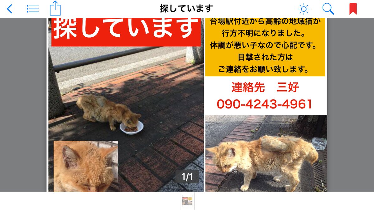 以前お世話されていた方から頂いた8月のチャコ。闊歩中。目力も凄い。その2カ月後のチャコ。段々と具合が悪くなっていたの？今、又更に2カ月経過。風と雨に打たれて今チャコがどうなっているのか。確かなのは、左耳の小さな切れ込みと短めの尻尾。この子を見ていませんか‼️
＃緊急 ＃迷い猫 ＃台場