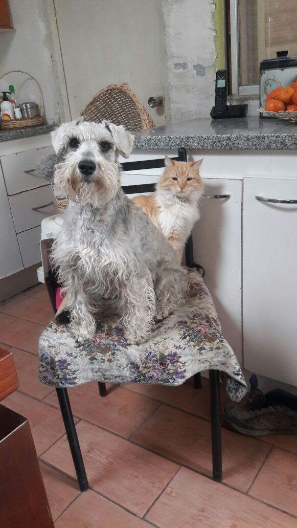 ROMANTICAZUL's tweet photo. Atención, especialmente Cerrillos - Maipú... Se busca a perrita Snausser gris, responde al nombre de DAGA, es muy tímida,  perdida en sector Camino a Melipilla / Vespucio / Lonquen. Por favor ayuden con un RT @NoticieroAnimal @carolinapinoc @TonkaTP y todos los q puedan. Gracias https://t.co/Rvid8JG84C