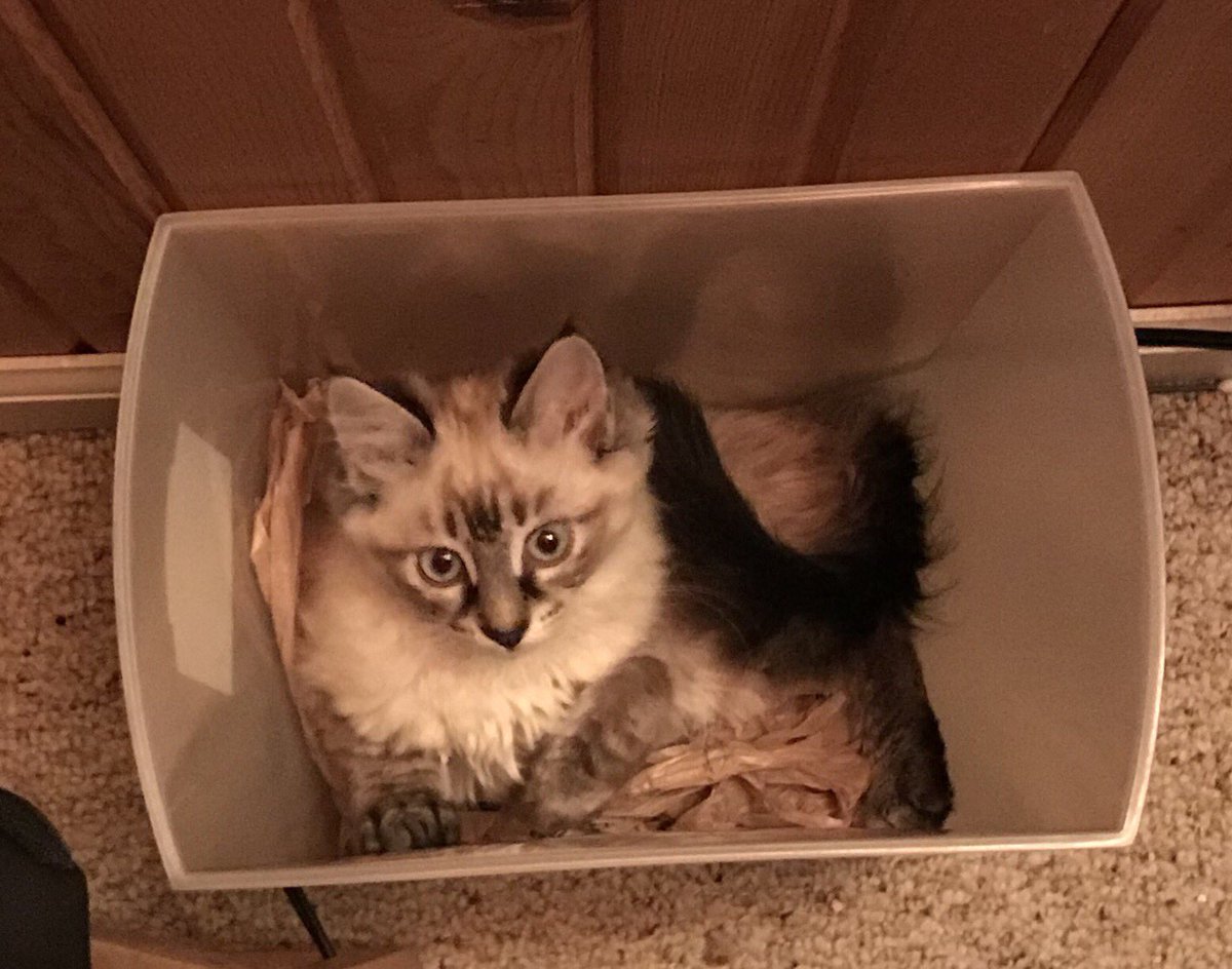 hotdme's tweet photo. This is what happens when we empty the trash. #crazycat https://t.co/uLiEC7tSbu