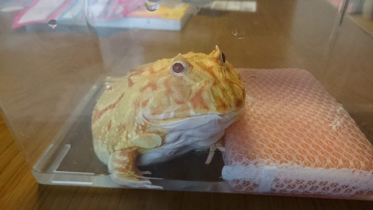 ストロベリーツノガエル