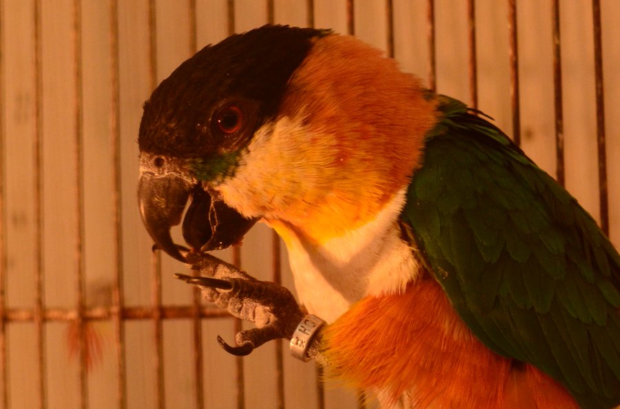 南米出身の陽気で人懐こいインコ ズグロシロハラインコ の特徴や飼い方を解説 Petpedia