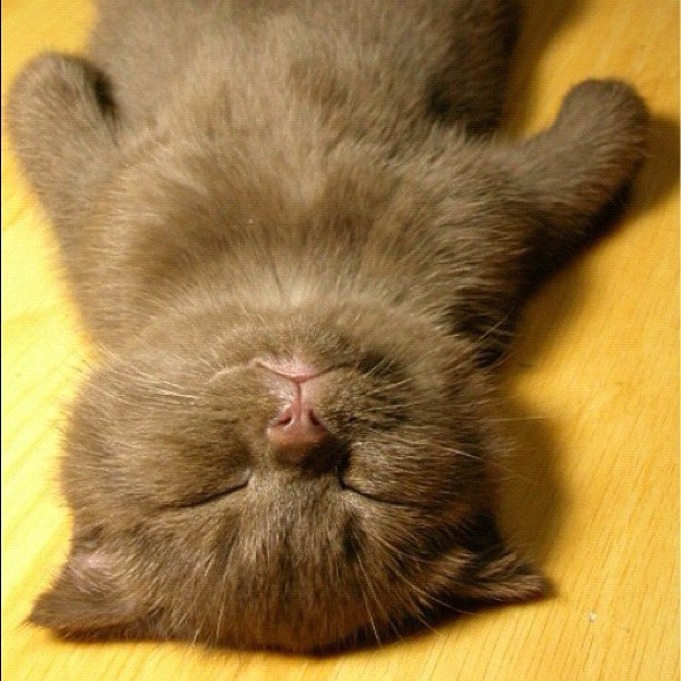 hourlykitten's tweet image. Source: flic.kr/p/cuVF5f
Credit: Koka Sexton