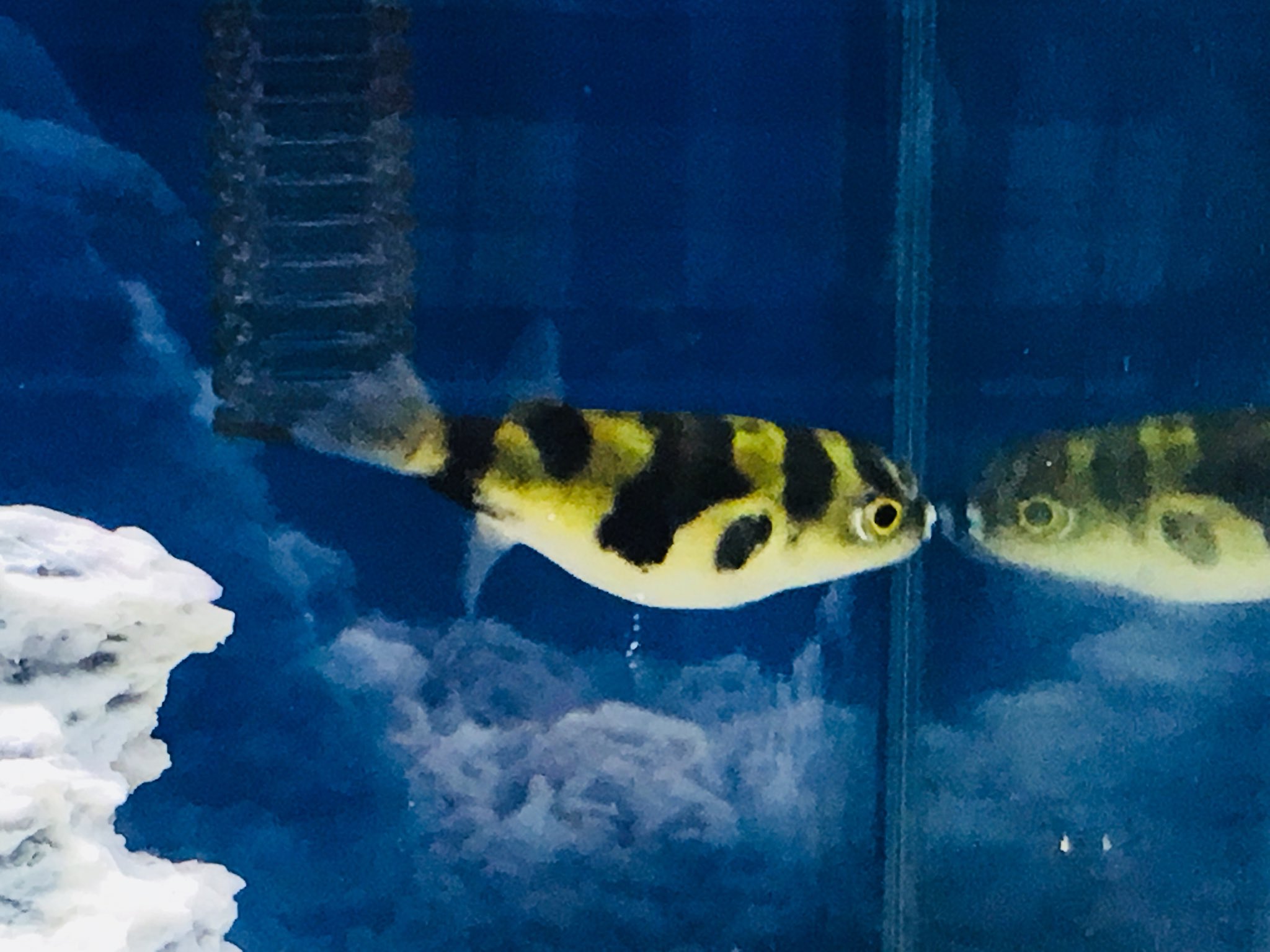 ターティ 南米淡水フグちゃん達 人口飼料に餌付け成功しました まだ人間にはビビってるけど 新たな問題が 餌の適量でどのくらいなんだろう 今はひかりクレストカーニバル 4本 クリル 2本くらいを2匹に与えていますが 足りてるのかどうか