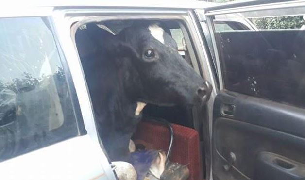 KenyaCarBazaar's tweet photo. @mmnjug Hahahaha๐๐๐๐..... At this rate we should have a name from this disease guys.
#ProboxMentality: Anything is possible https://t.co/zeh7YIjf4J