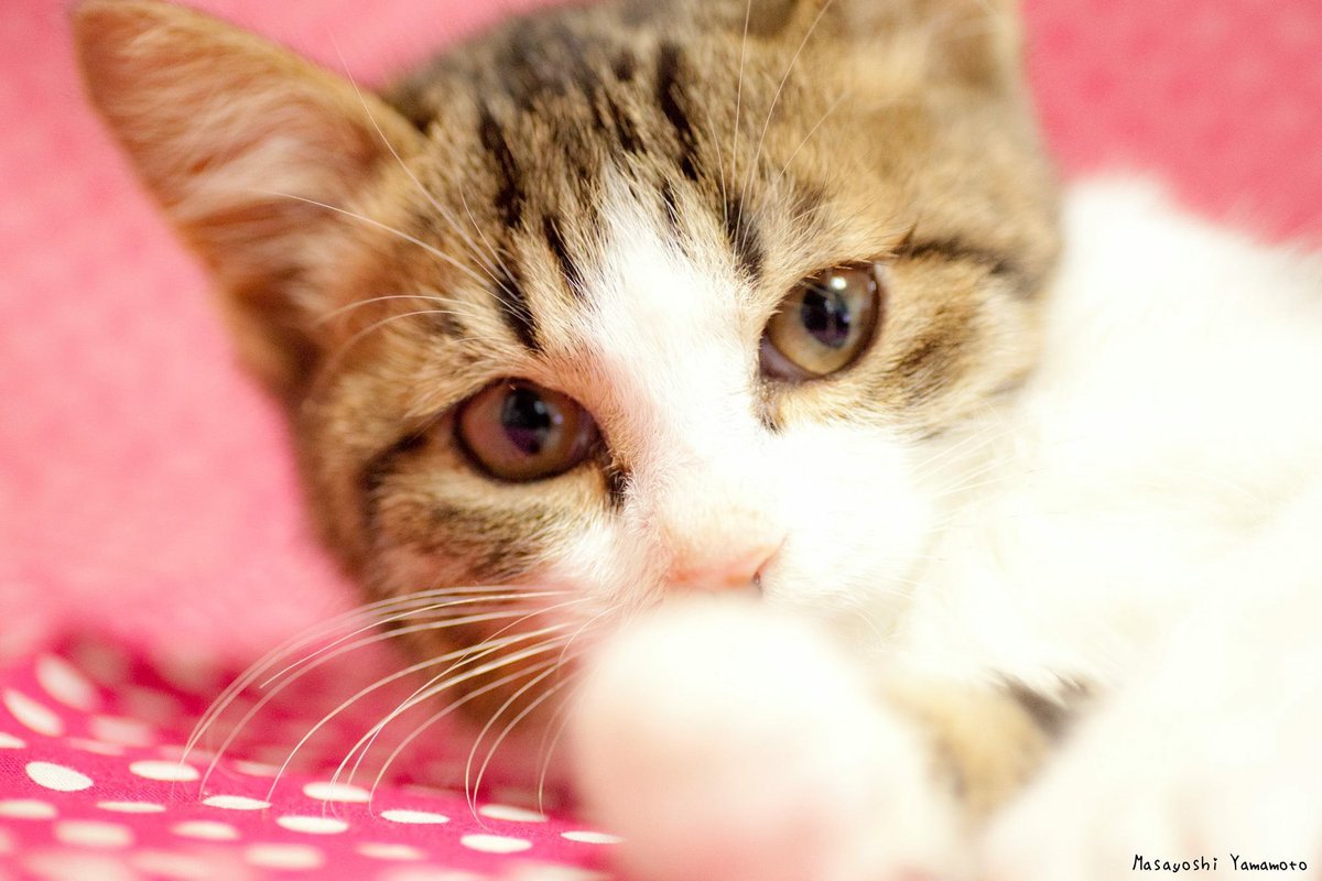 nekoiroiro's tweet photo. 今日はChristmas。
#東京カメラ部 #カメラ部 #立ち猫 #站立貓 #ねこ #猫 #neko #猫来る #standingcat #cat #貓 #ネコ #ぺろにゃん #野良猫 #みんねこ #島猫 #舌猫 #catlover #catlove #catjump #selfcat #猫色色 #catsofinstagram #catgram #photo #instcat #catphot #7catdays #neco
#tachineko https://t.co/PpmZk82pUZ