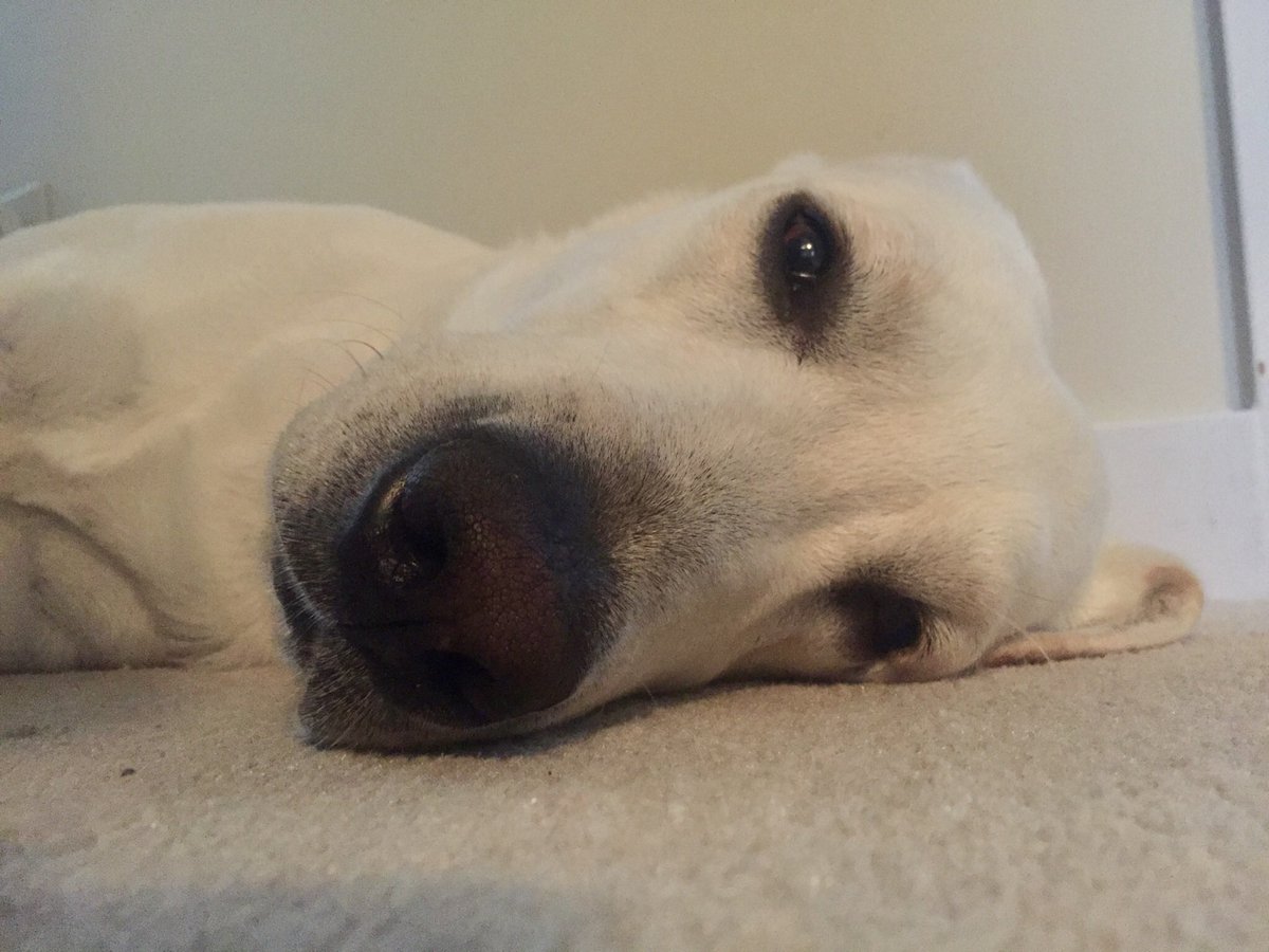 haleygrayso's tweet photo. this is my best friend, benson😍 https://t.co/nIdIWMuZsg