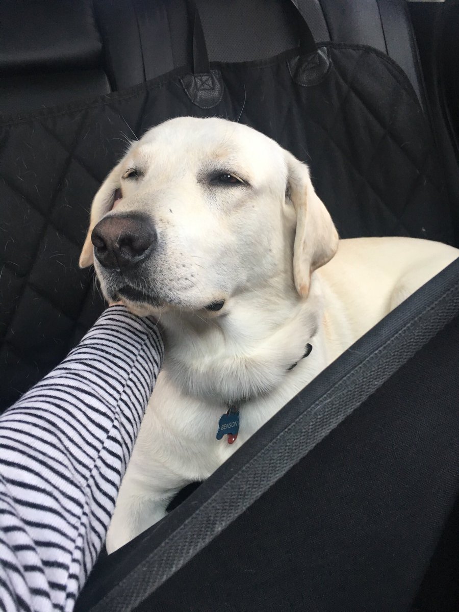 haleygrayso's tweet photo. this is my best friend, benson😍 https://t.co/nIdIWMuZsg