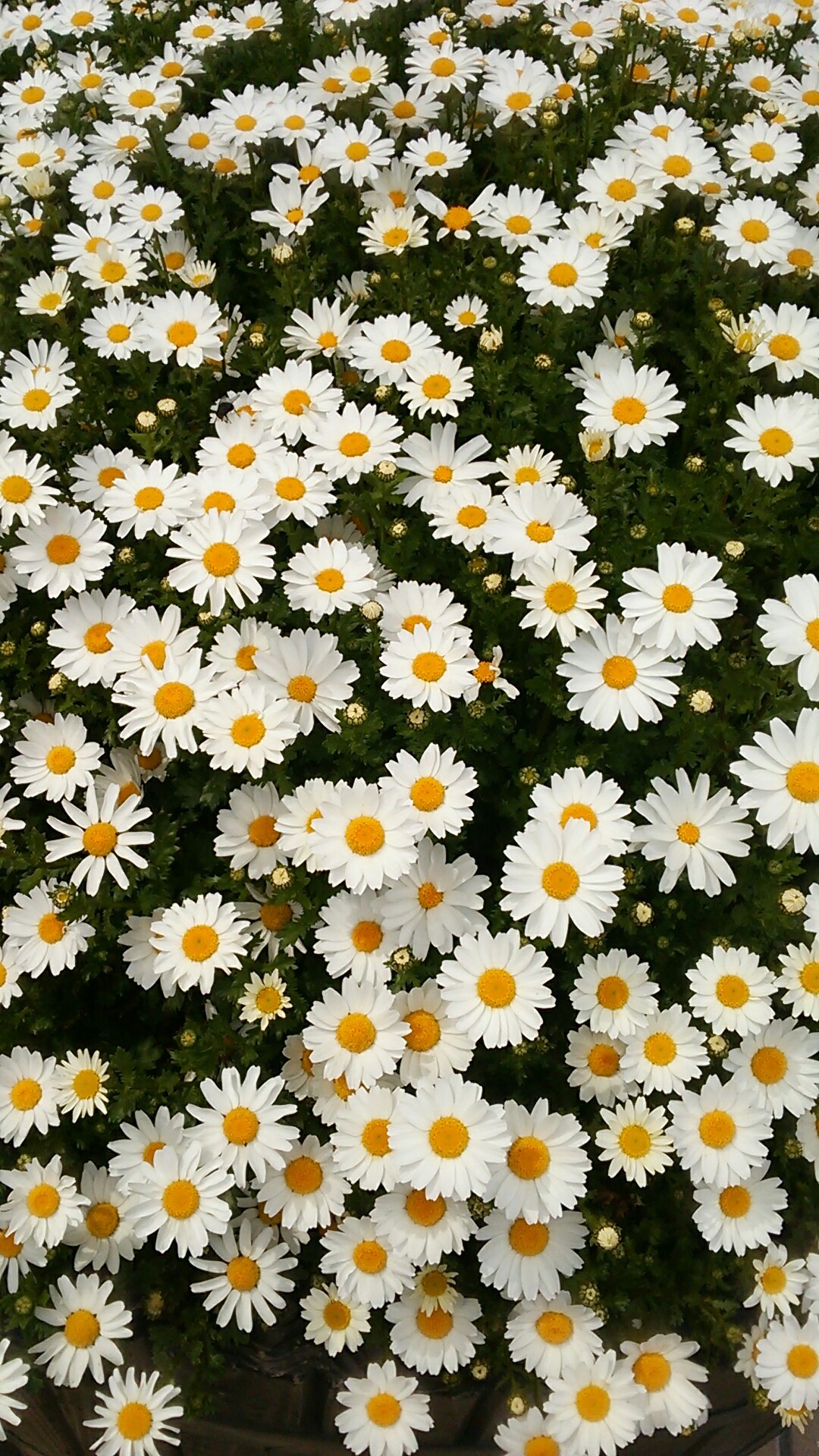 海翔 Kaito どんなに勉めても 遂げれない事もある それを 解っていながらしている事は 自分を慰めているのかも知れない それが定めかと １２月２４日 今日の誕生花 ノースポール 花言葉 輪廻転生 りんねてんしょう T Co