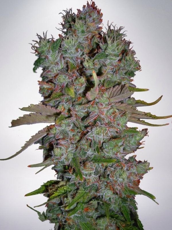 HempLifeGlobal's tweet photo. Now that’s a Christmas tree 🎄💨💨💨 https://t.co/vKTx3iO6BD