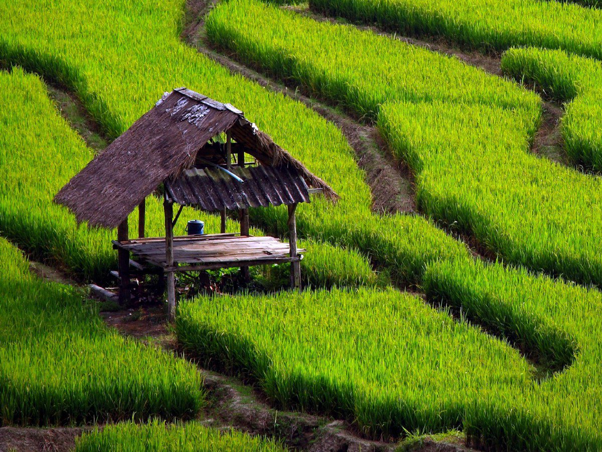 KanaKukui's tweet photo. Nice shot of rice field in Indonesia #Indonesia #photo #foto #写真 #사진 https://t.co/lWlVrMPhcY