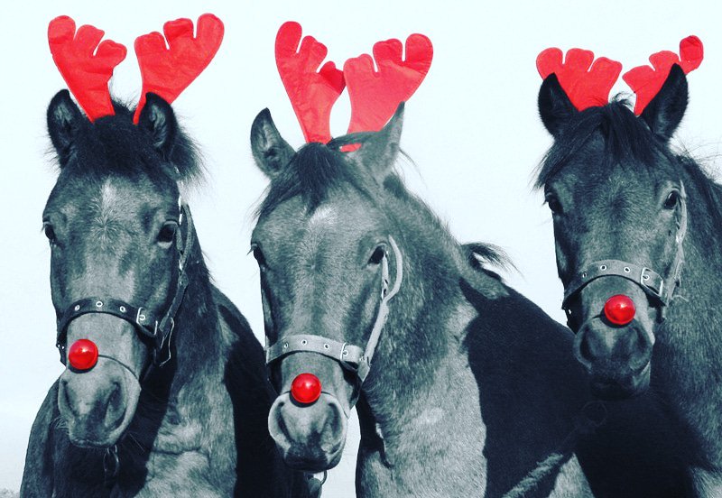 Horses4causes's tweet photo. The #H4C team, and our wonderful NGO partners, wish you all a fabulous festive season. Be merry, be safe, be kind. #bohoblue #charity https://t.co/l0DHN8UXUm