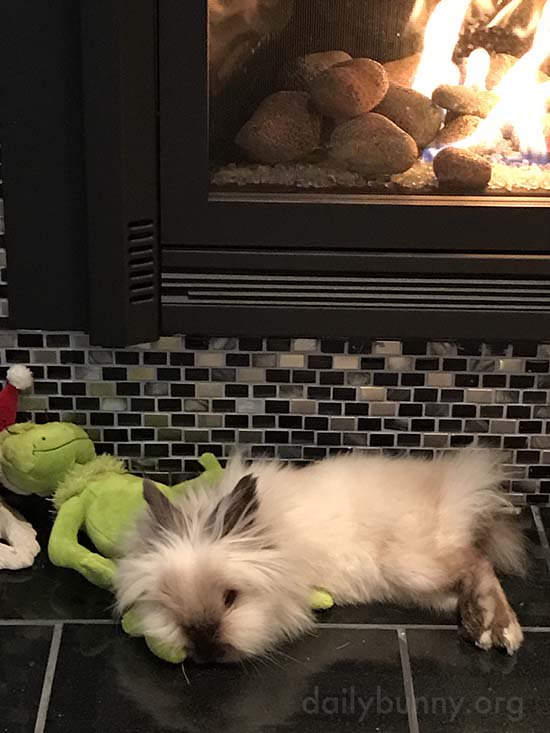 TheDailyBunny's tweet photo. Even the Grinch can make a bunny friend: https://t.co/jcBpXPYN8v https://t.co/89Ijn1X7P2