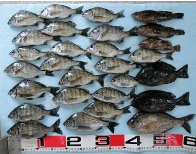 浜名湖の釣り情報 おすすめポイントや釣り堀を紹介 釣れる魚は何 Travel Star