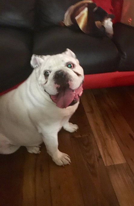 A tribute to Olli, a wonderful dog, a wonderful friend. Nothing but loyalty &amp; unconditional love. Here's<a href="/tag/mansbestfriend"class="tags"><span>#mansbestfriend</span></a>