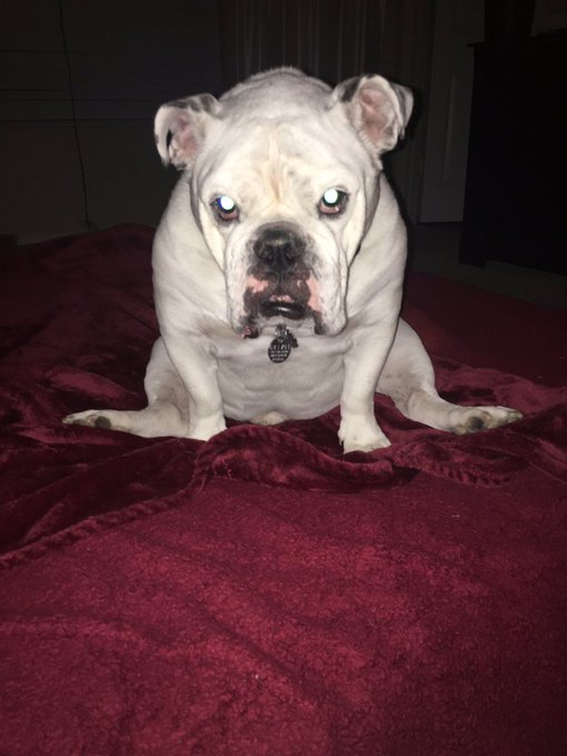 A tribute to Olli, a wonderful dog, a wonderful friend. Nothing but loyalty &amp; unconditional love. Here's<a href="/tag/mansbestfriend"class="tags"><span>#mansbestfriend</span></a>