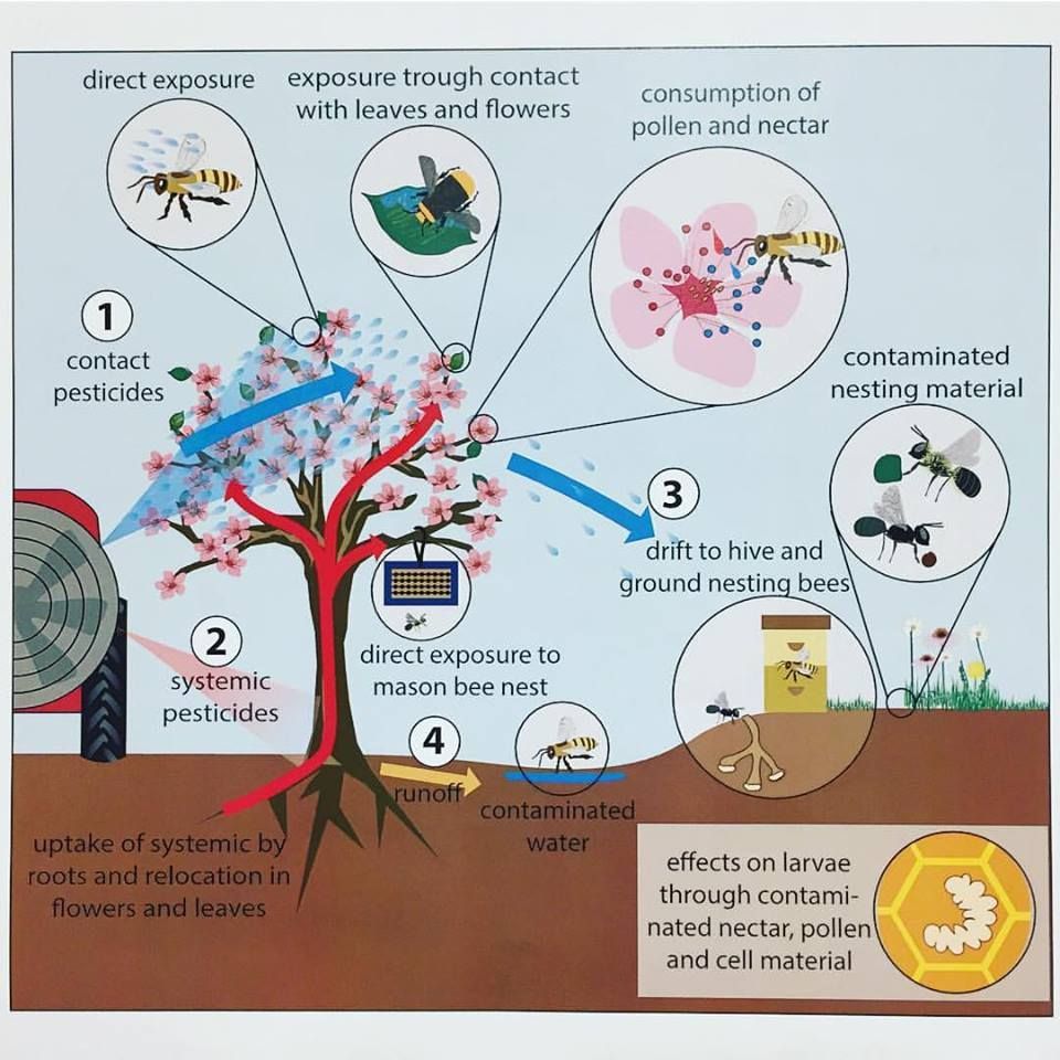 BeesBeezine's tweet image. Great #infographic on bee poisoning through #pesticides drift. 
via @oregonbeeproj #oregonbeeproject
