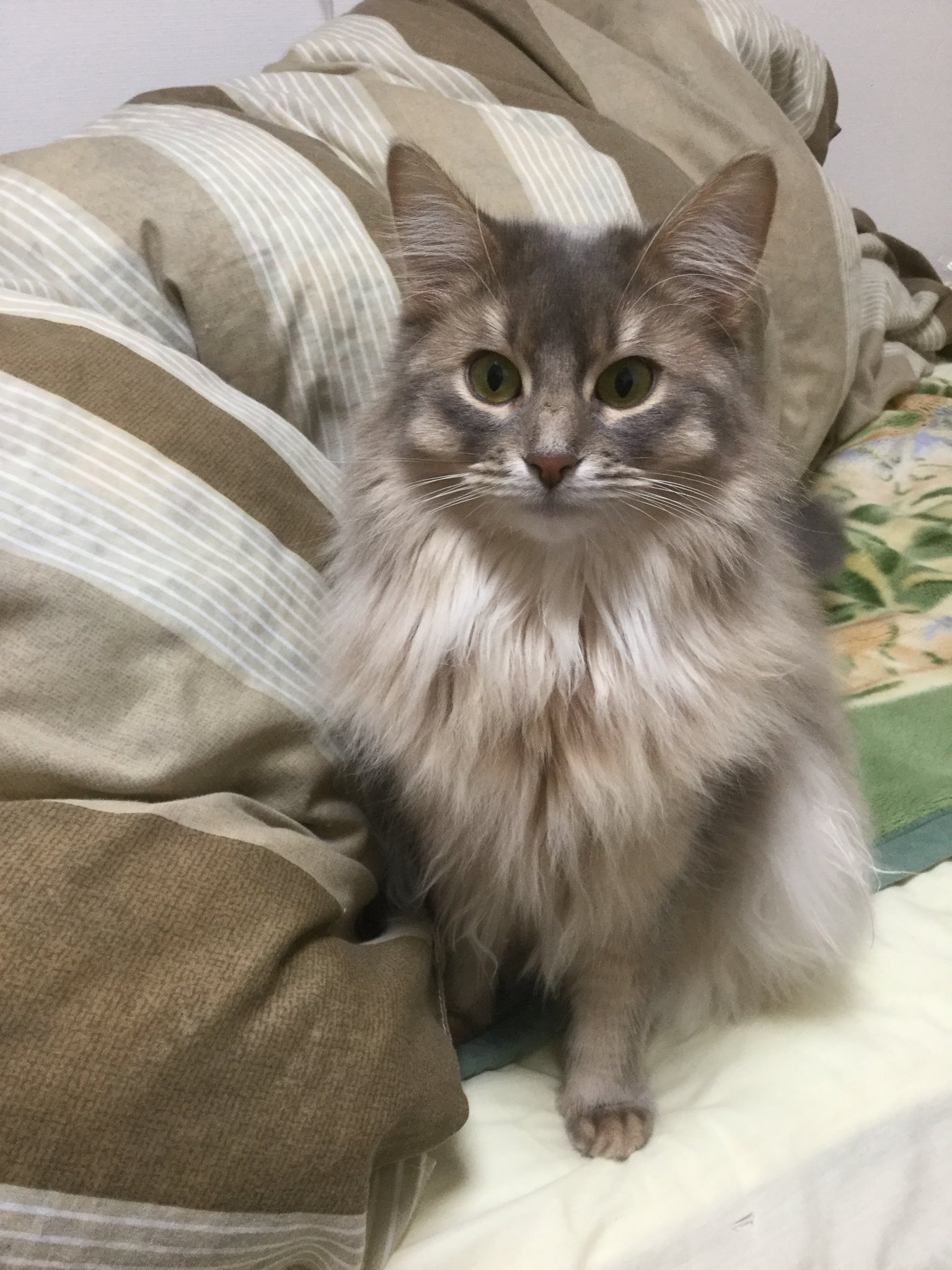 Nekonekomaemae V Twitter 可愛く佇んでたので 猫 ソマリ ソマリブルー ねこ ネコ 猫日記