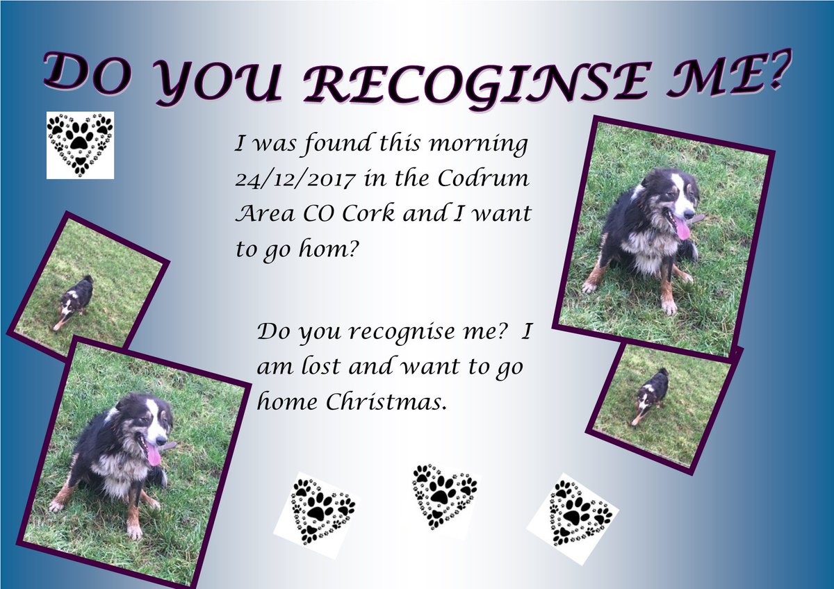 gelert01's tweet image. ❌SHOUT OUT❌Anyone recognize this collie?❌Turned up in Codrum this  morning❌RT to help find his owners❌Its Christmas! 🎅🎄🎅🎄#Codrum #Cork